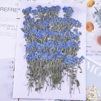100шт, натуральные прессованные цветы незабудки со стеблем, настоящий засушенный цветок для подарочных карт-закладок для свадебных приглашений своими руками